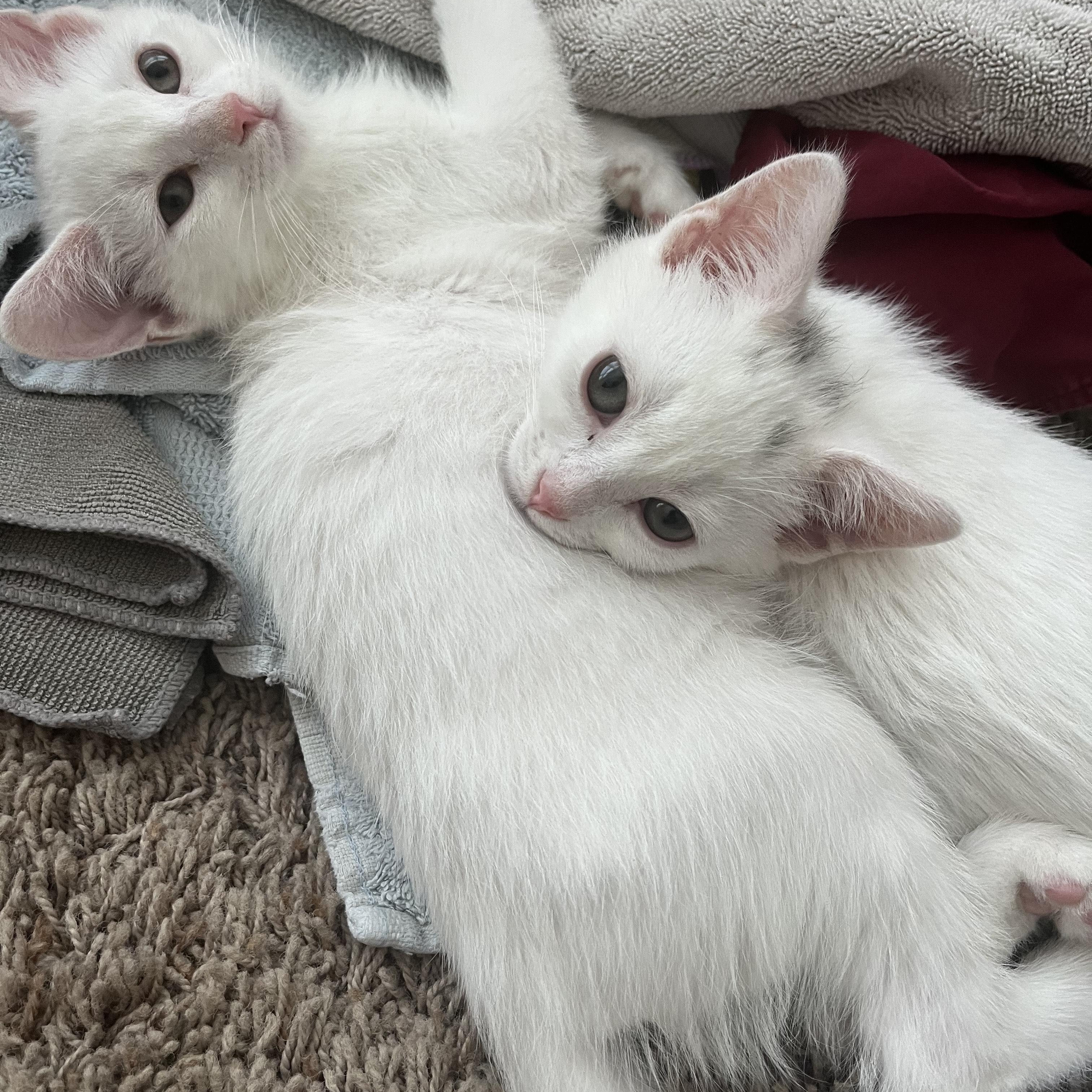 Enlarge Lily, a Adoptable Domestic Short Hair in St. Charles, IL image 5/6