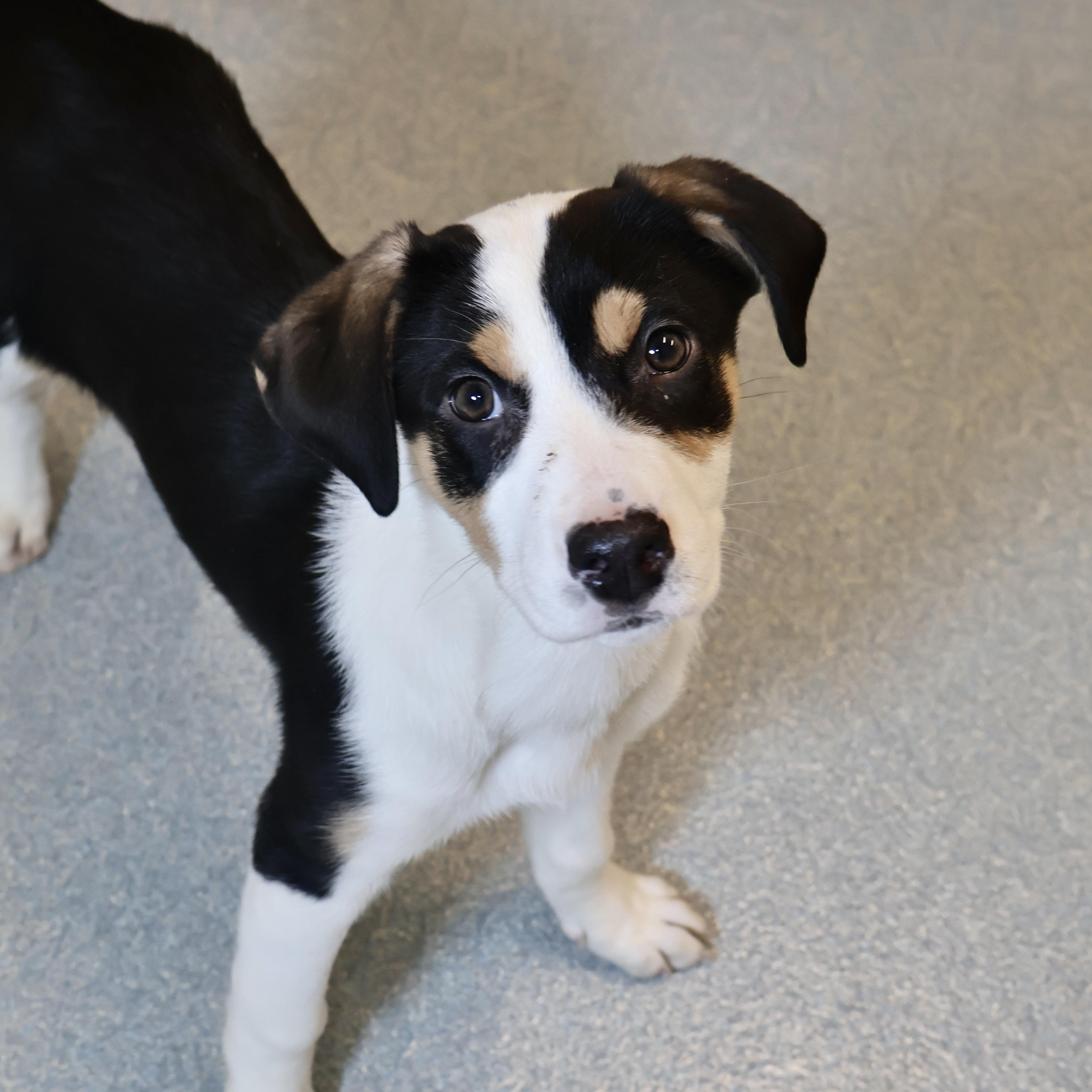 Monroe **available at offsite adoption event on Saturday, 2/28 * please read bio for info *, adopted, Puppy Female Labrador Retriever & Hound.