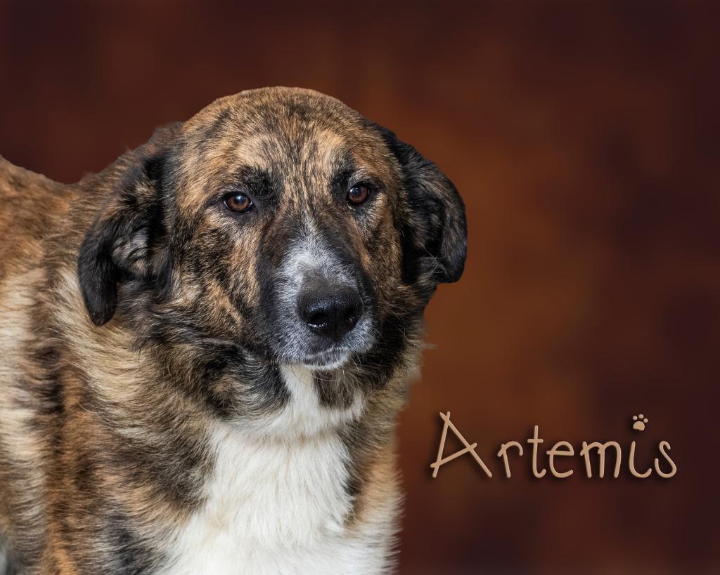 Artemis, Adopted, Young Male Shepherd.
