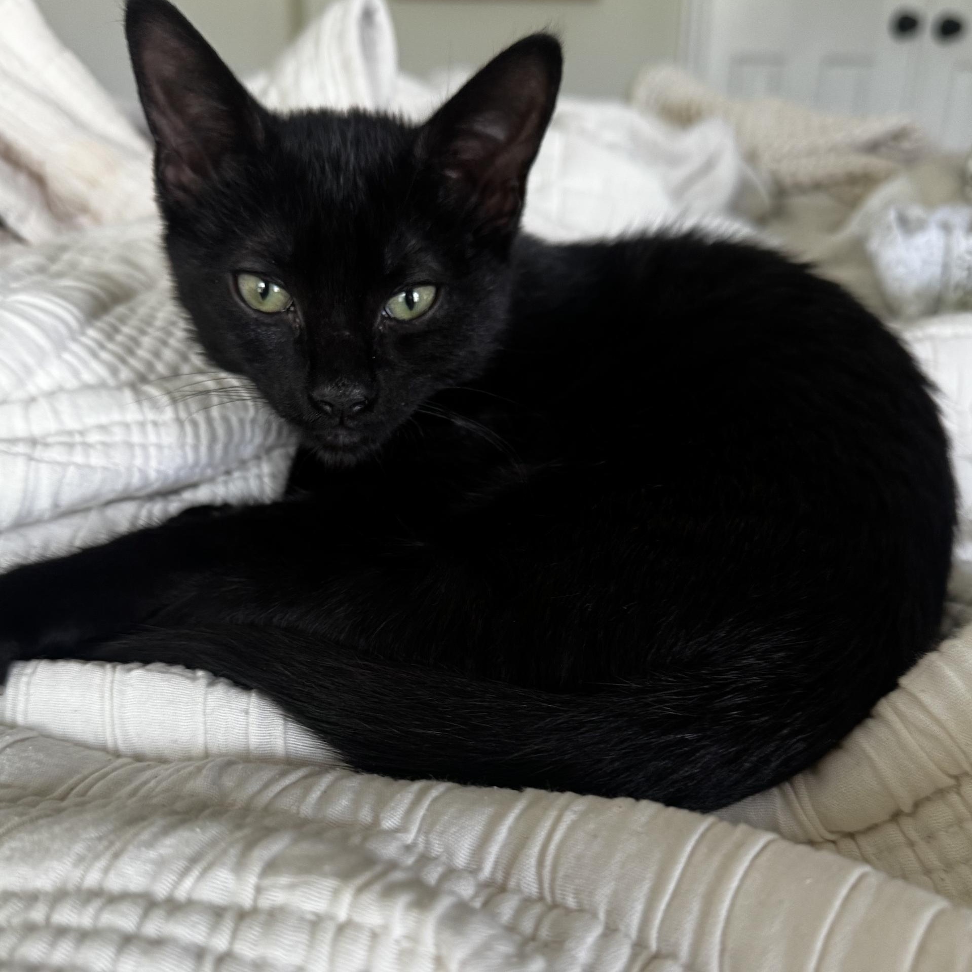 Enlarge Toast, a ADOPTABLE Domestic Short Hair in Frederick, MD image 3/3