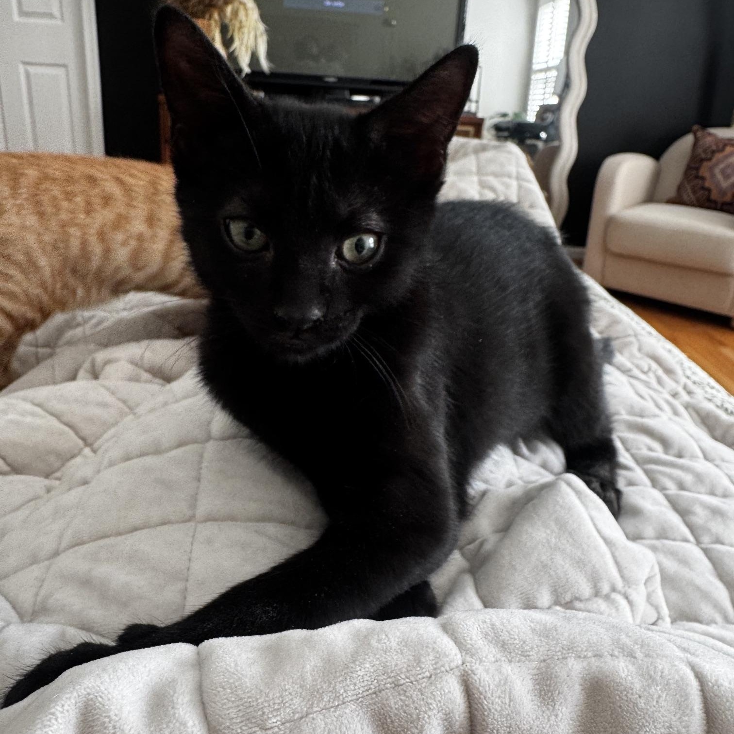 Toast, ADOPTABLE, Kitten Female Domestic Short Hair.