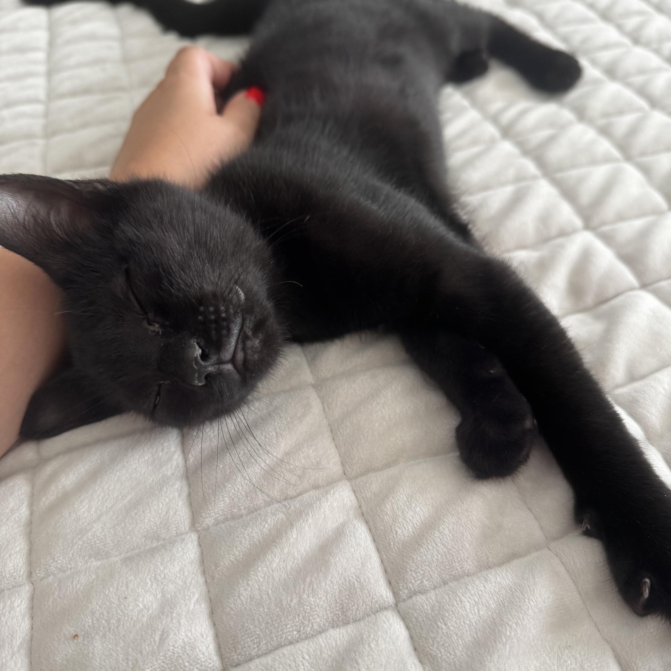 Enlarge Toast, a ADOPTABLE Domestic Short Hair in Frederick, MD image 2/3