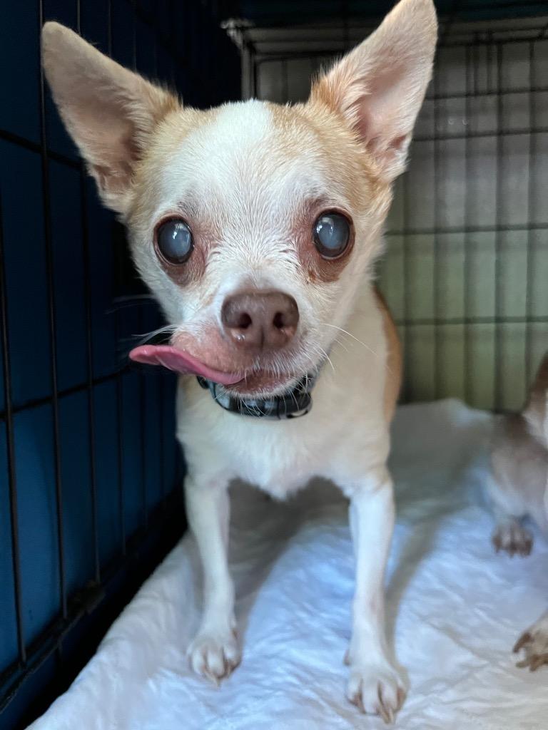 AD Senior Jimmy, Adoptable, Senior Male Rat Terrier.