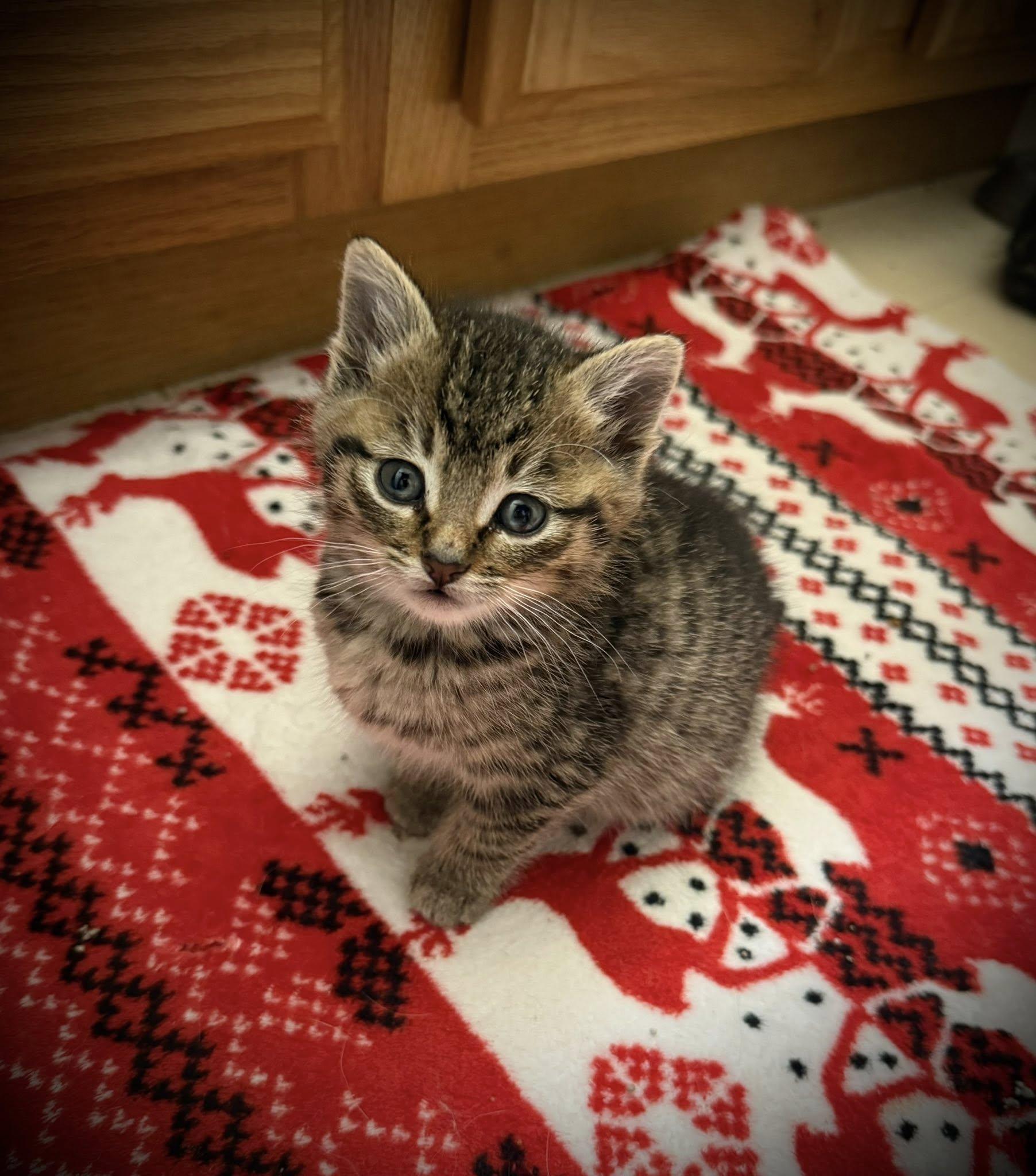 Boogie, a Adoptable Domestic Short Hair in Cando, ND image 1/2