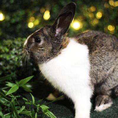 Broccoli, Adoptable, Young Male Dutch & Netherland Dwarf.