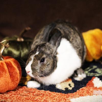 Enlarge Broccoli, a Adoptable mixed breed in Kalamazoo, MI image 2/5