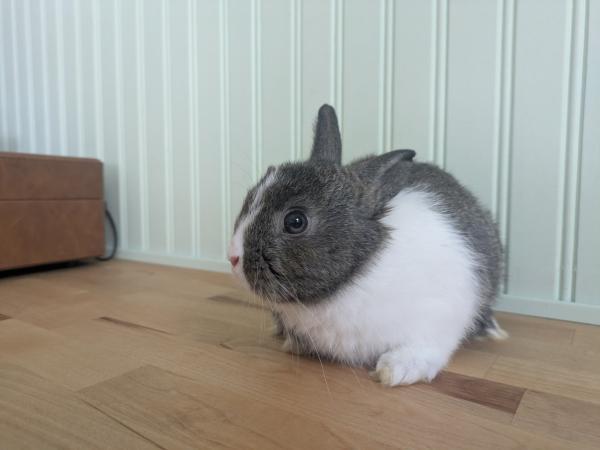 Enlarge Broccoli, a Adoptable mixed breed in Kalamazoo, MI image 3/5