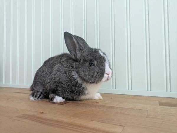 Enlarge Broccoli, a Adoptable mixed breed in Kalamazoo, MI image 4/5