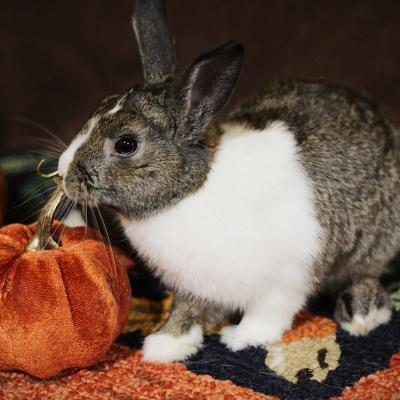 Enlarge Broccoli, a Adoptable mixed breed in Kalamazoo, MI image 5/5