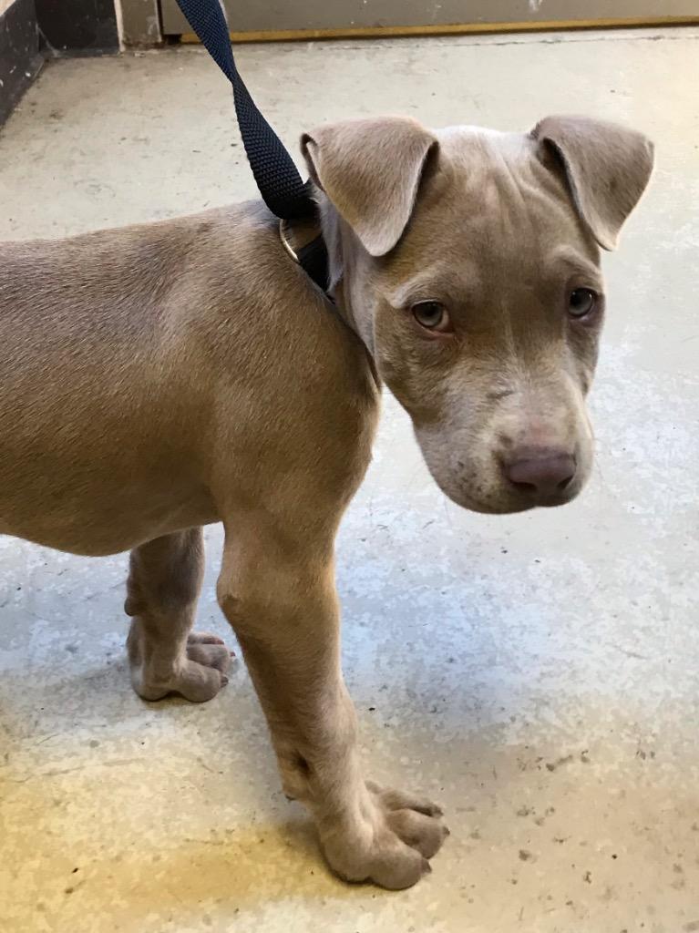 Bonnet, Adoptable, Puppy Female Pit Bull Terrier.