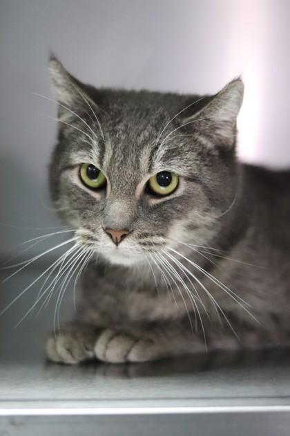 Enlarge Smokey Joe, a Adoptable mixed breed in Walla Walla, WA image 1/3