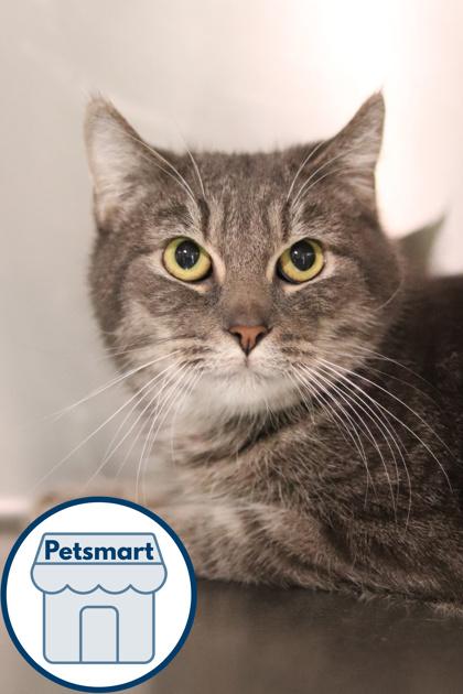 Enlarge Smokey Joe, a Adoptable mixed breed in Walla Walla, WA image 2/3