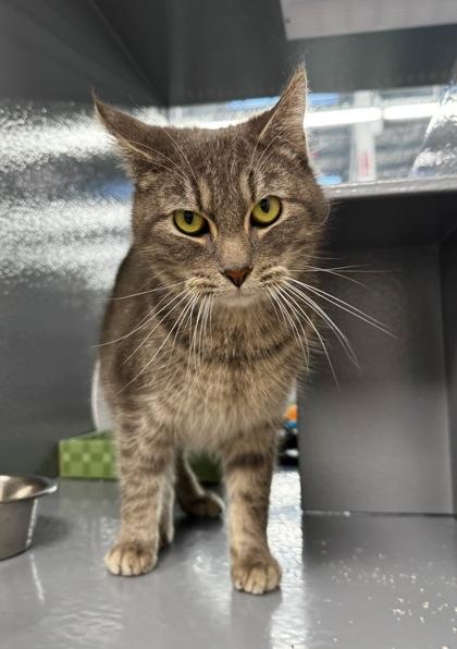 Enlarge Smokey Joe, a Adoptable mixed breed in Walla Walla, WA image 3/3