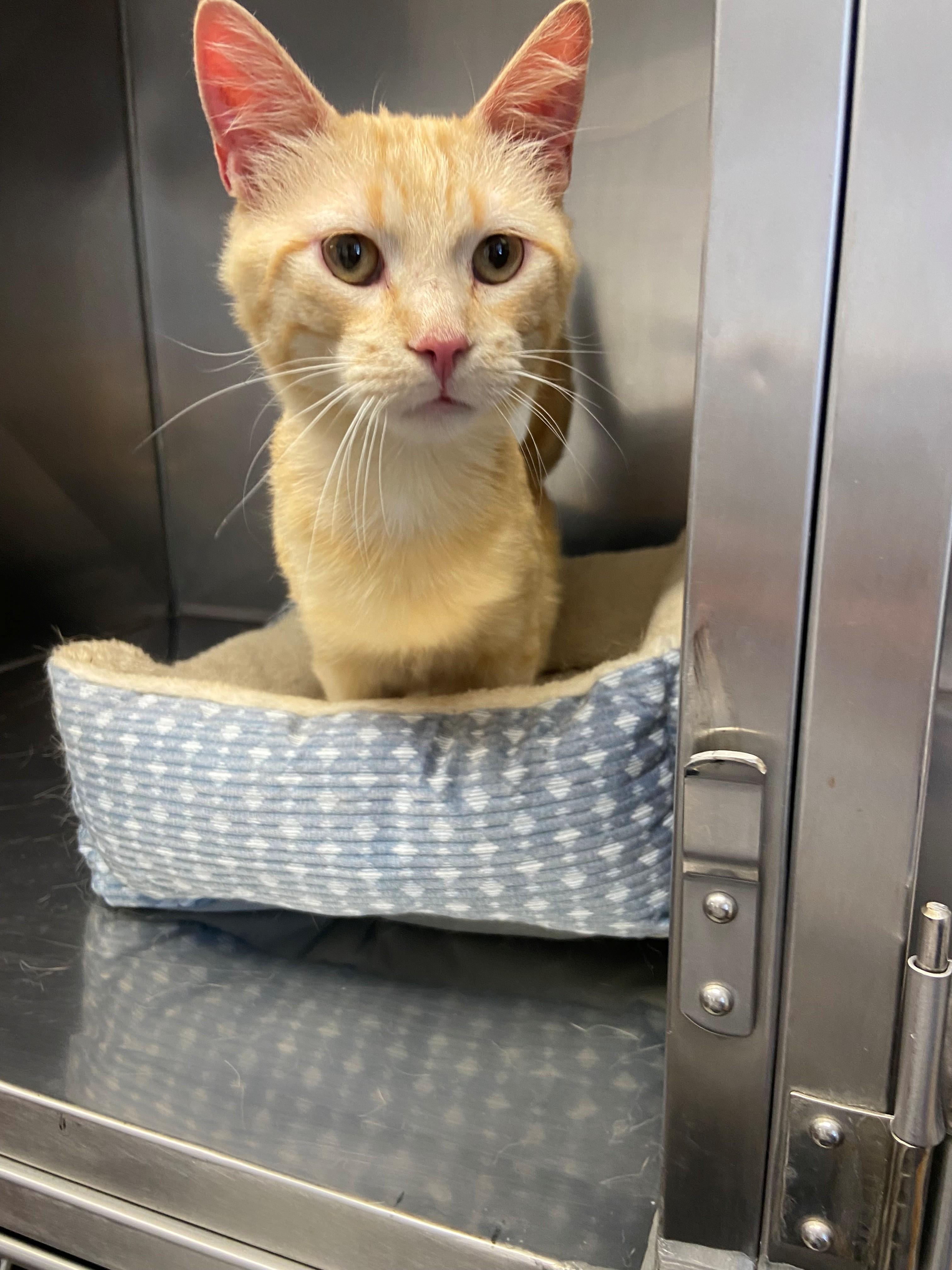 Cheddar Bob, ADOPTABLE, Adult Male Domestic Short Hair.