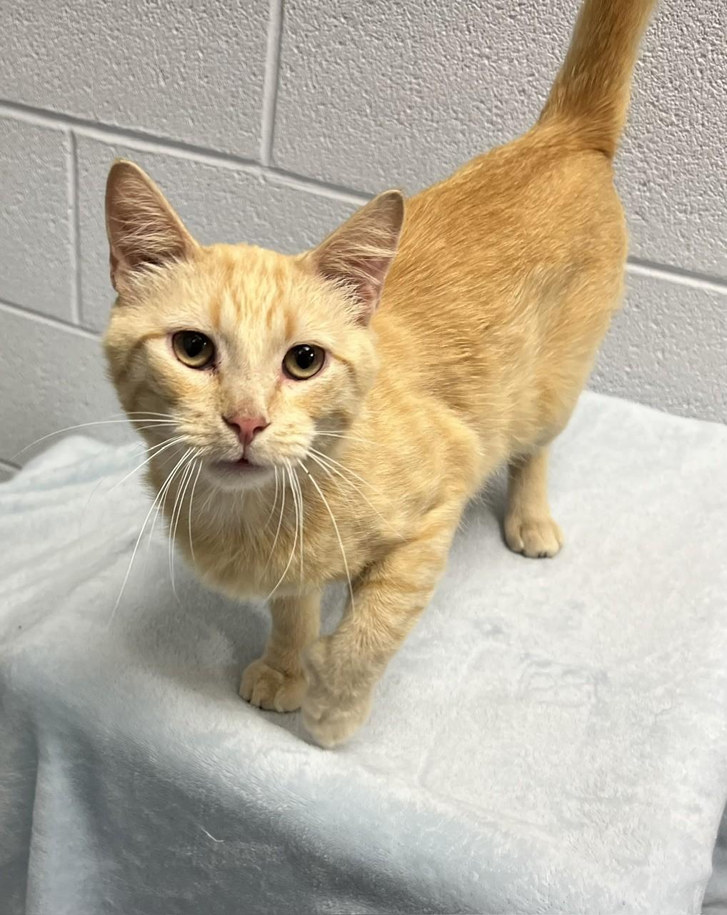 Cheddar Bob, ADOPTABLE, Adult Male Domestic Short Hair.