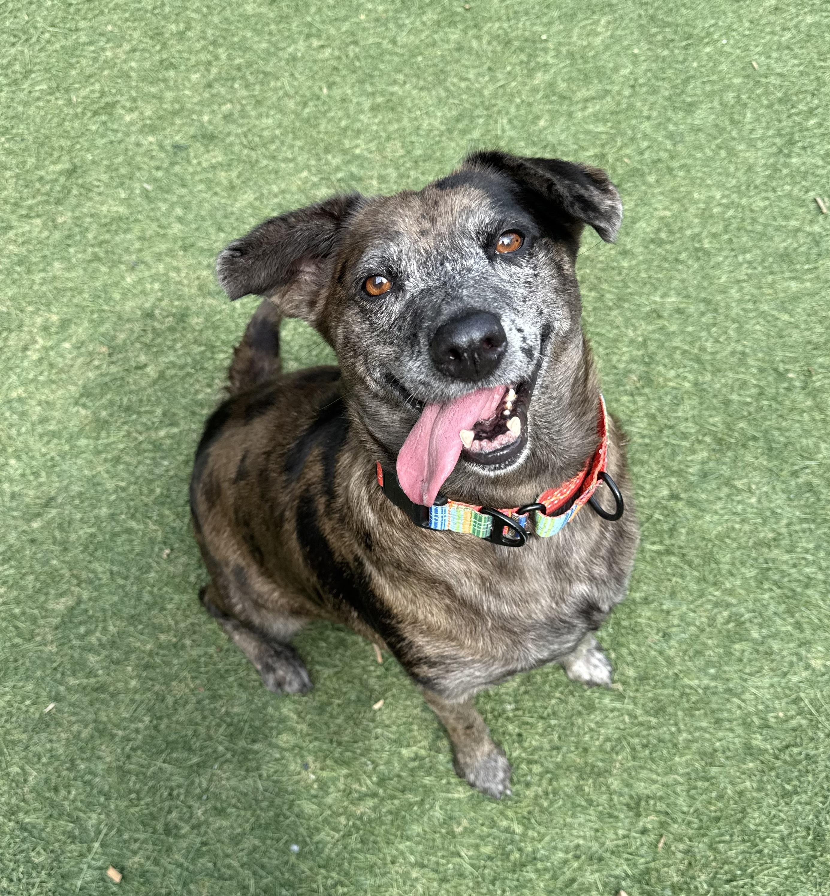 Charlie, Adoptable, Adult Female Mixed Breed.