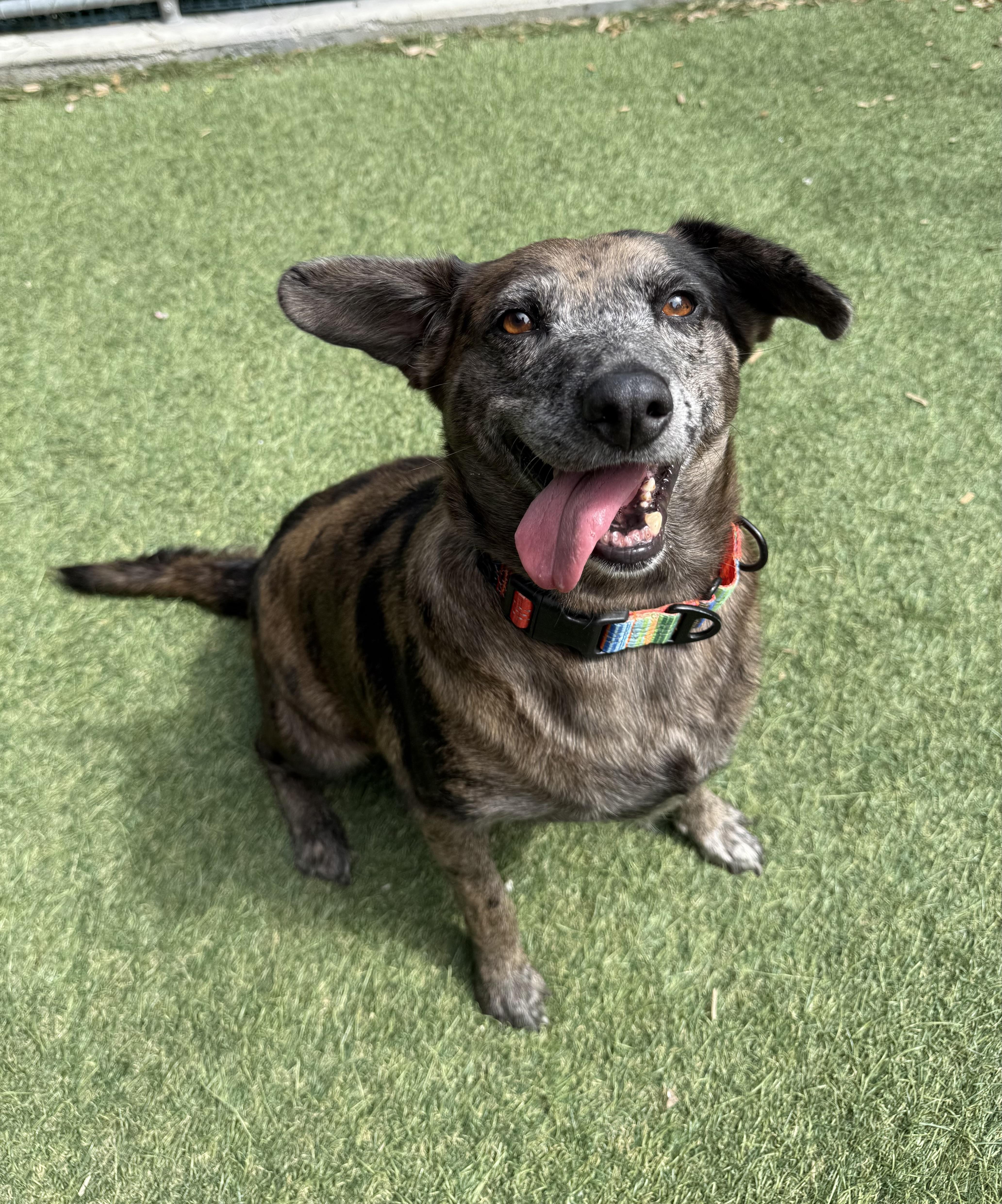 Charlie, a Adoptable Mixed Breed in Sudbury, MA image 2/4