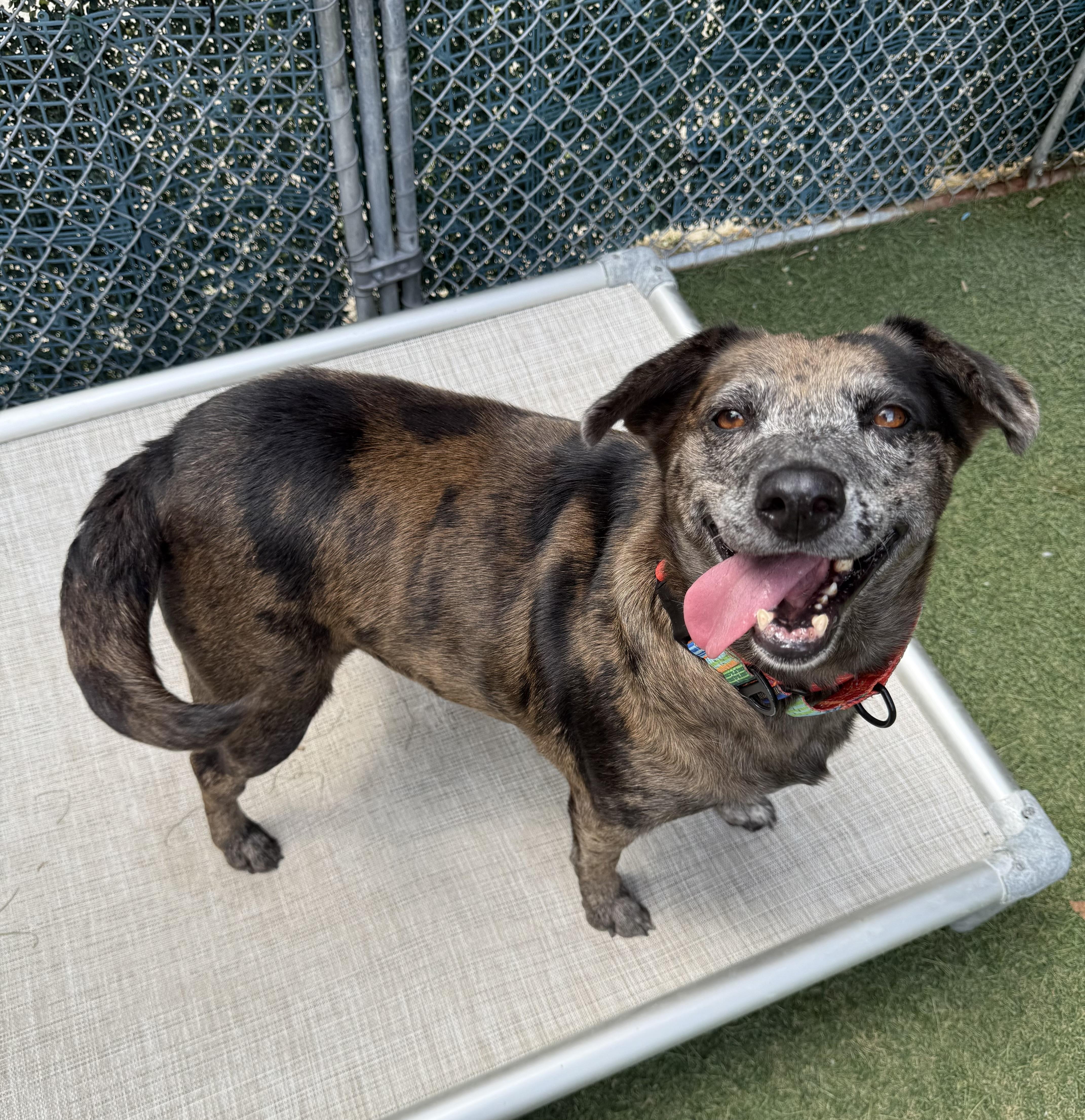 Charlie, a Adoptable Mixed Breed in Sudbury, MA image 3/4