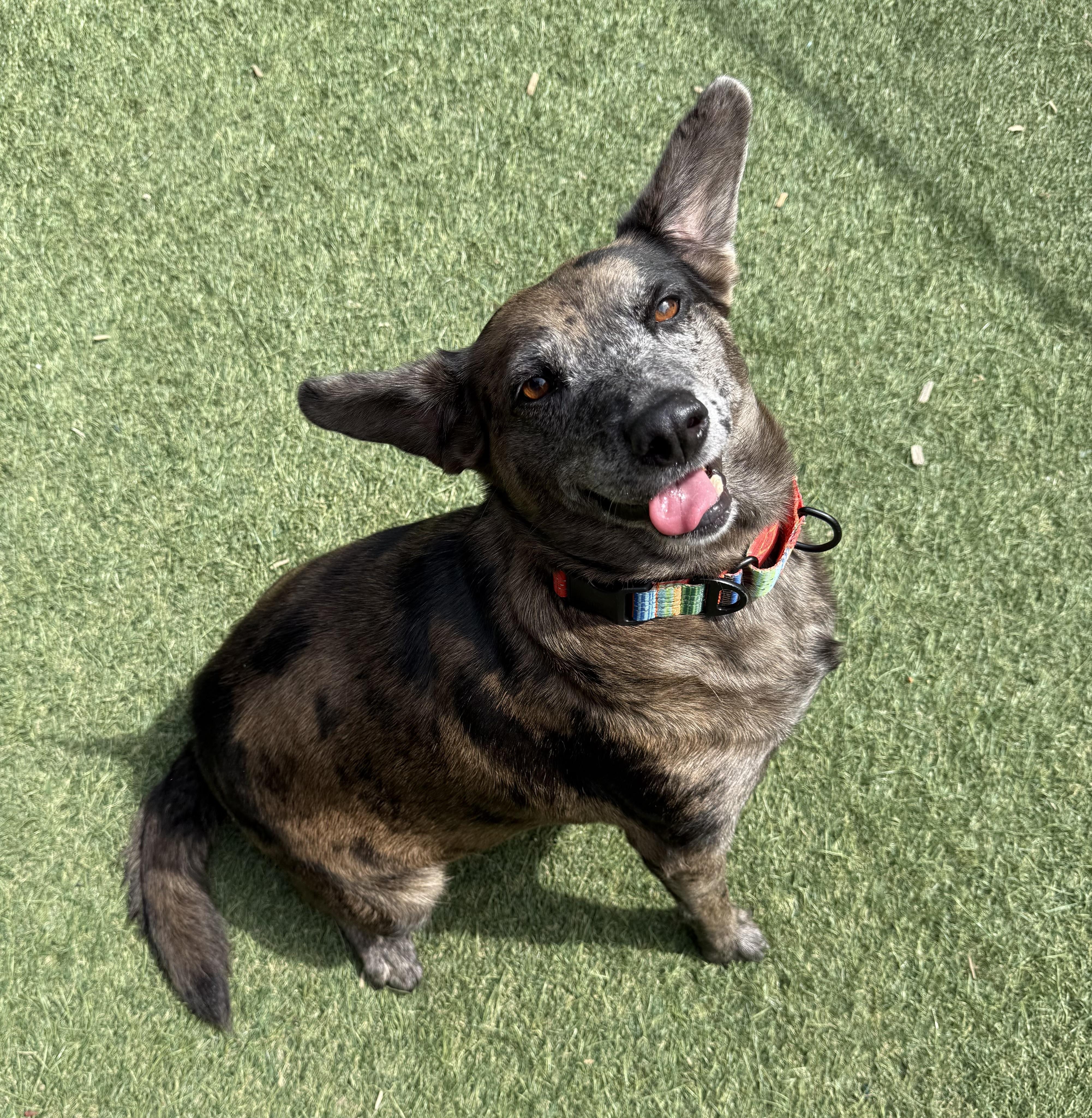 Charlie, a Adoptable Mixed Breed in Sudbury, MA image 4/4