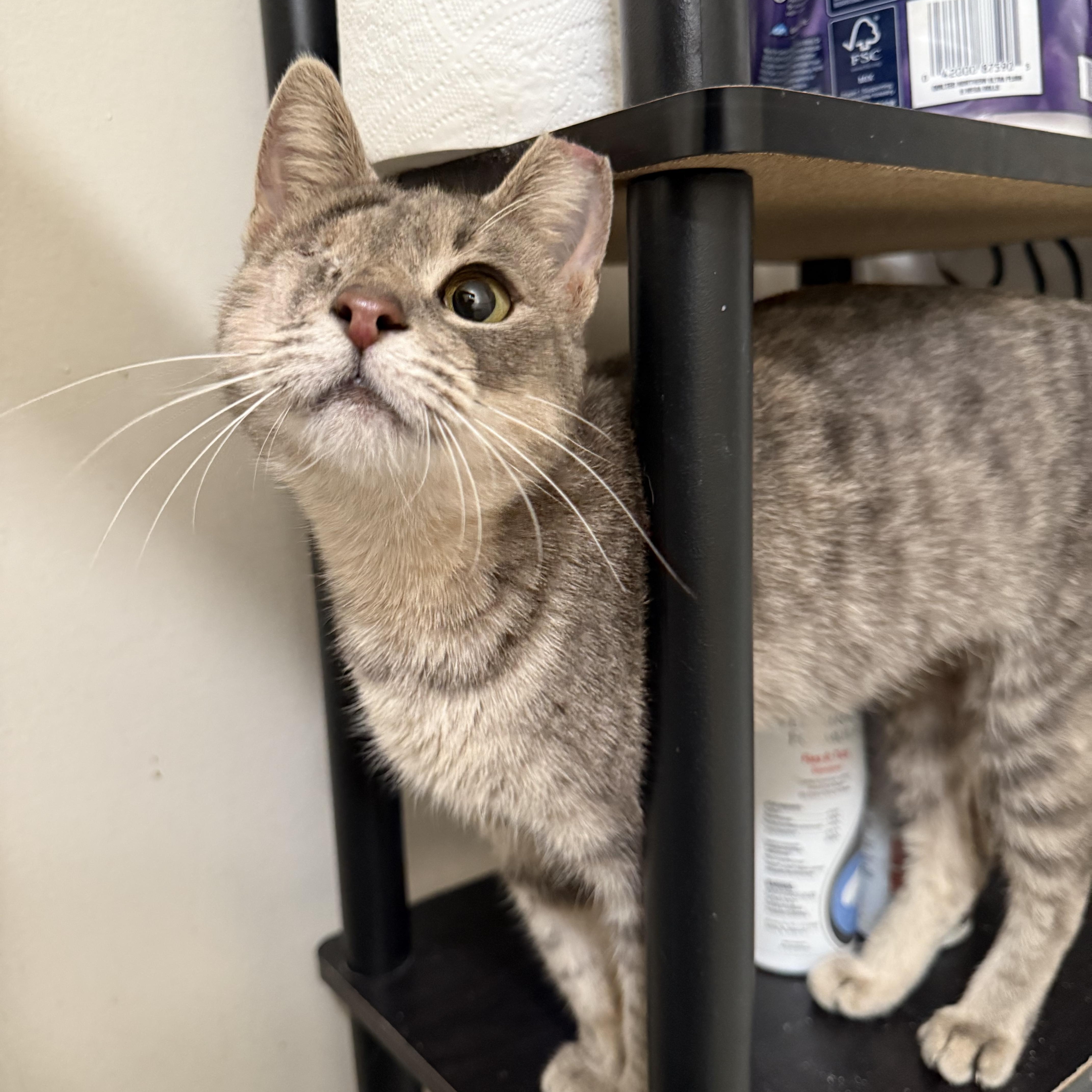 Peek-A-Boo, adopted, Young Female Dilute Tortoiseshell.