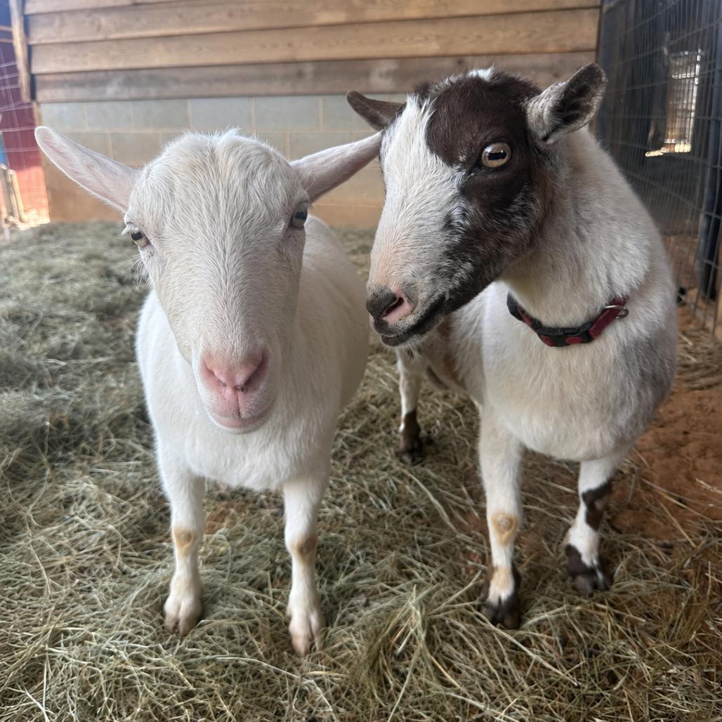 Enlarge Mike and Ike, a Adoptable Nigerian Dwarf in Stokesdale, NC image 3/3