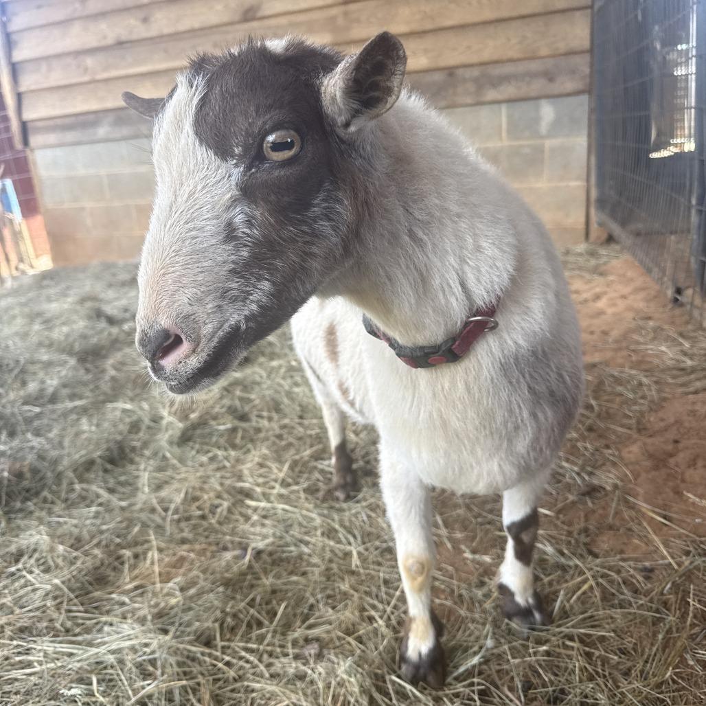 Enlarge Mike and Ike, a Adoptable Nigerian Dwarf in Stokesdale, NC image 2/3