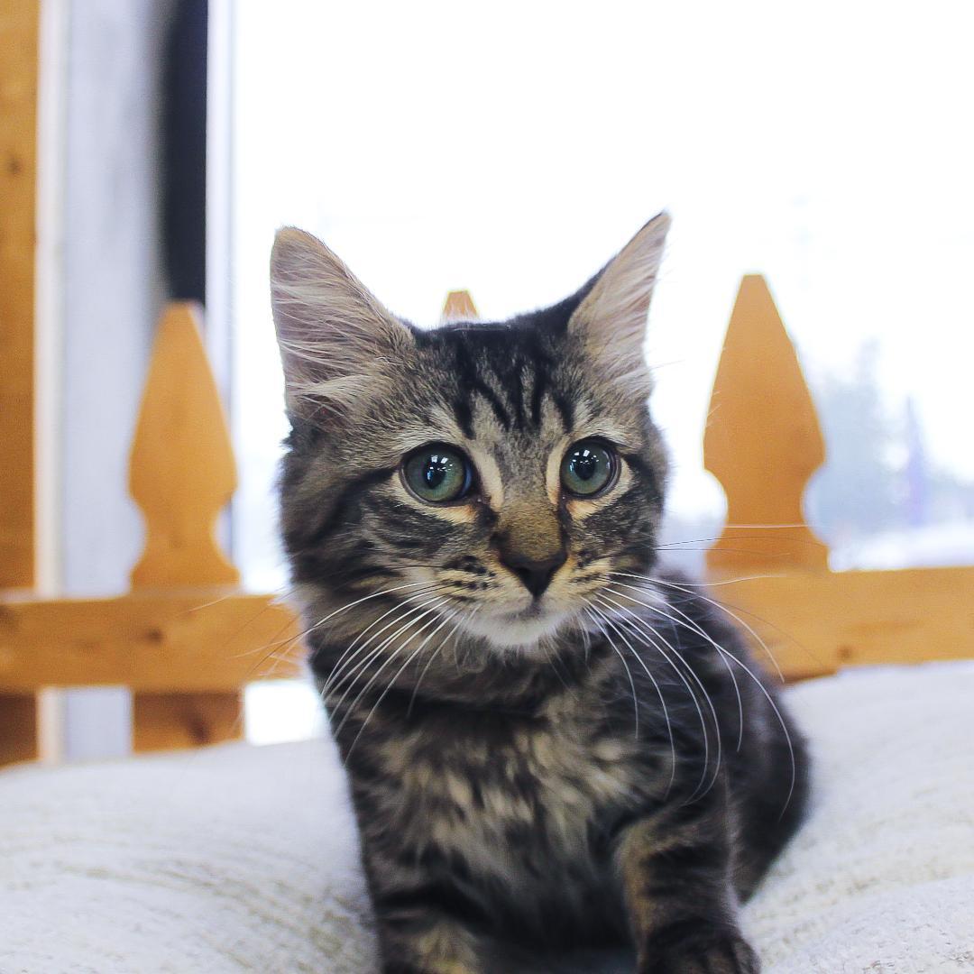 Pepper, Adopted, Kitten Male Tabby.