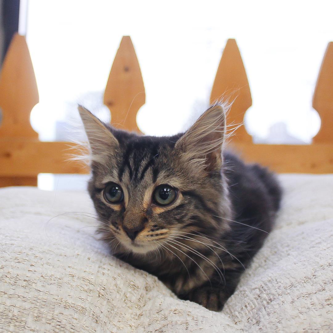Enlarge Pepper, a Adopted Tabby in Wayne, NJ image 2/2