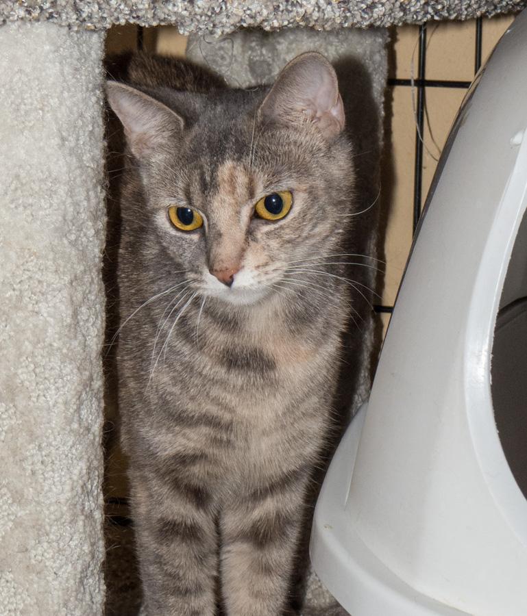 Paisley, a ADOPTABLE Domestic Short Hair in Paramus, NJ image 1/4