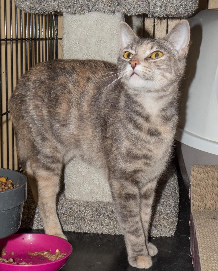Paisley, a ADOPTABLE Domestic Short Hair in Paramus, NJ image 2/4