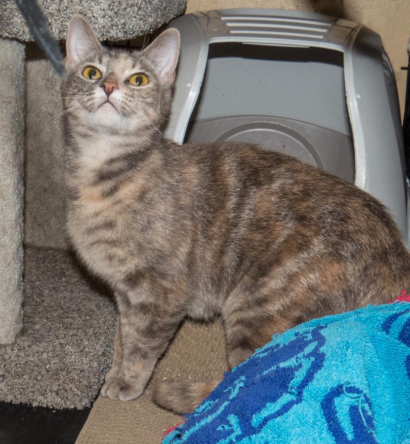 Paisley, a ADOPTABLE Domestic Short Hair in Paramus, NJ image 3/4