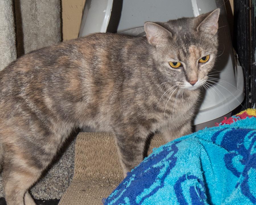 Paisley, a ADOPTABLE Domestic Short Hair in Paramus, NJ image 4/4