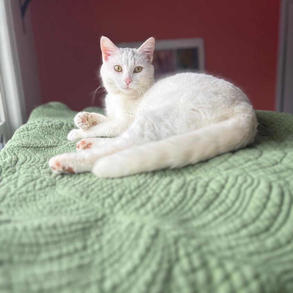 Boba, a Adoptable Domestic Short Hair in Lexington, KY image 2/6