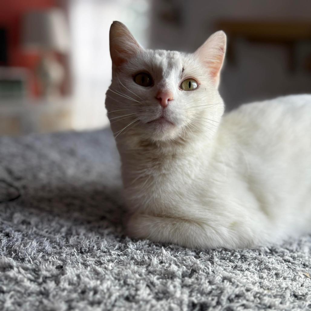 Boba, a Adoptable Domestic Short Hair in Lexington, KY image 3/6