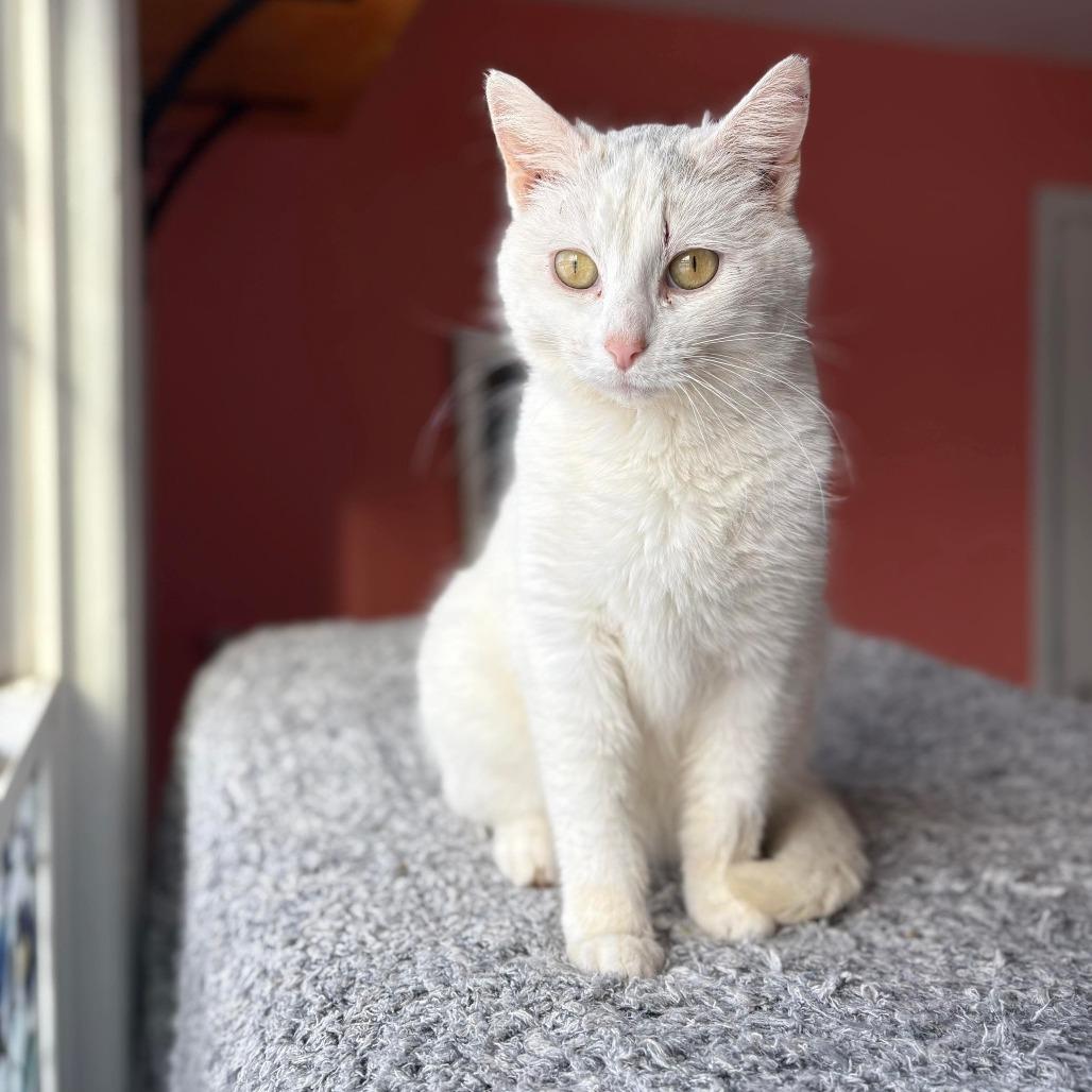 Boba, a Adoptable Domestic Short Hair in Lexington, KY image 4/6