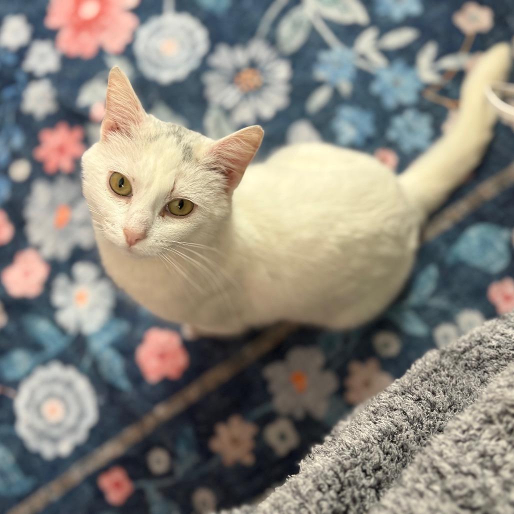 Boba, a Adoptable Domestic Short Hair in Lexington, KY image 5/6