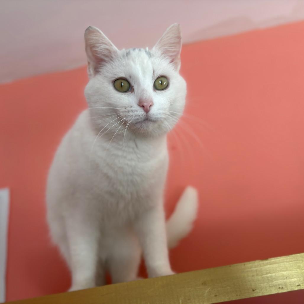 Boba, a Adoptable Domestic Short Hair in Lexington, KY image 6/6