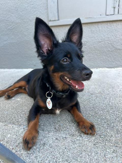 Enlarge Twix, a Adopted mixed breed in San Bruno, CA image 4/5