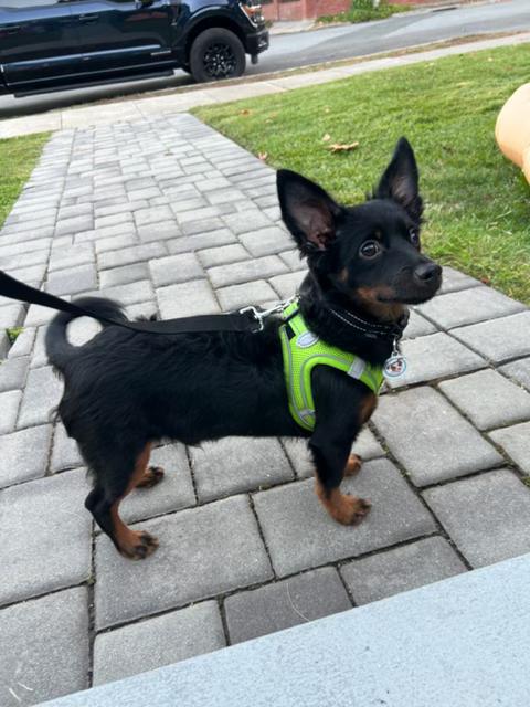 Twix, Adopted, Puppy Male Dachshund (Miniature Long Haired).