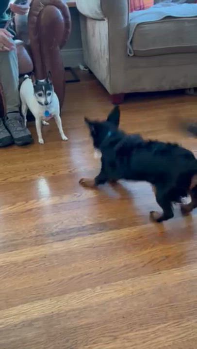 Enlarge Twix, a Adopted mixed breed in San Bruno, CA video 5/5