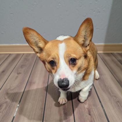 Ona, Adoptable, Adult Female Cardigan Welsh Corgi.