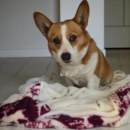 Enlarge Ona, a Adoptable Cardigan Welsh Corgi in Malvern, PA image 2/2