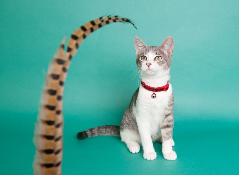 Cat for adoption Gilbert Green Gables, a Domestic Short Hair Mix in