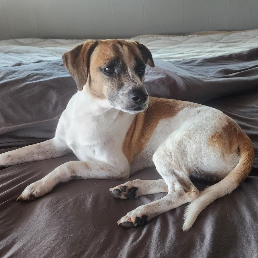 Willy Nelson, a Adoptable Terrier in Key Largo, FL image 1/2