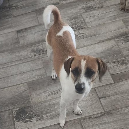 Willy Nelson, an adoptable Terrier in Key Largo, FL, 33037 | Photo Image 2