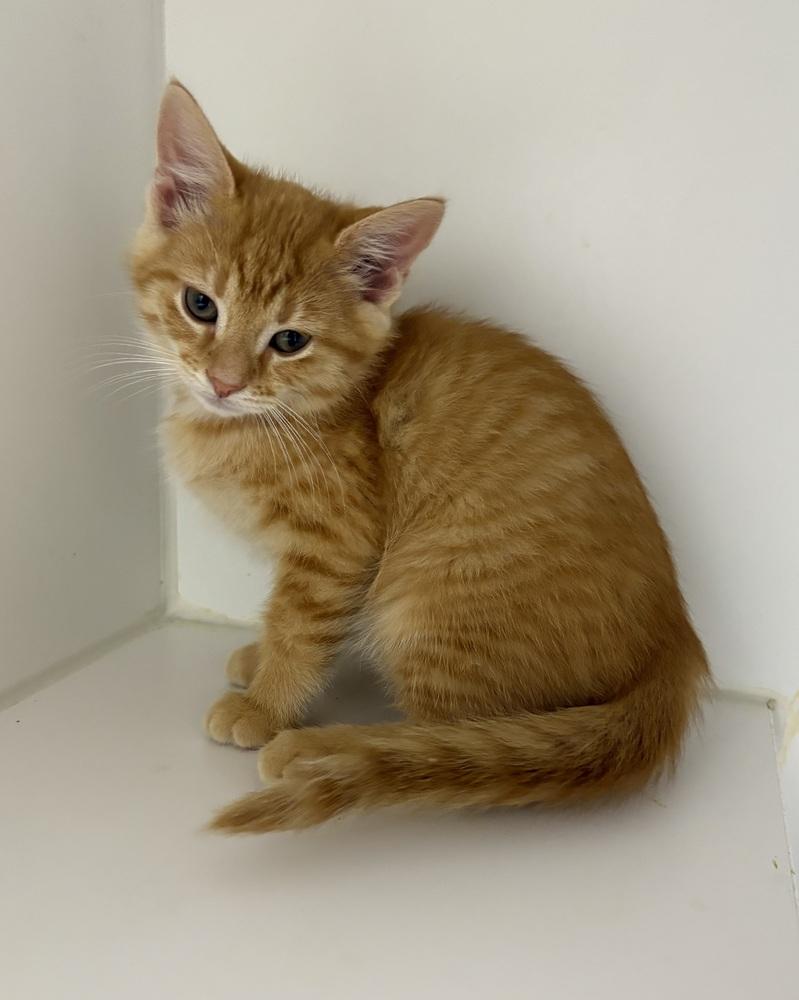 Cedar, Adoptable, Kitten Male Domestic Short Hair.