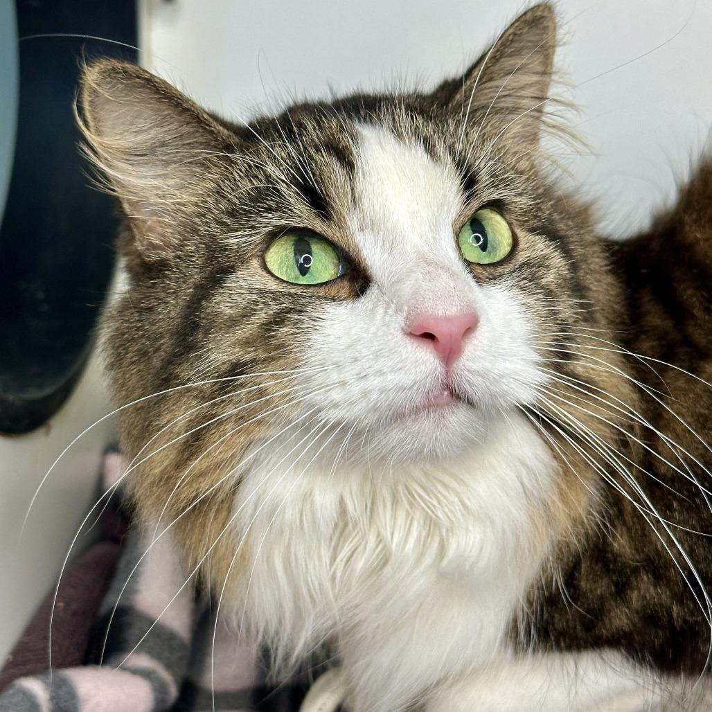 Enlarge Ramlah, a Adoptable Domestic Long Hair in Matteson, IL image 1/4
