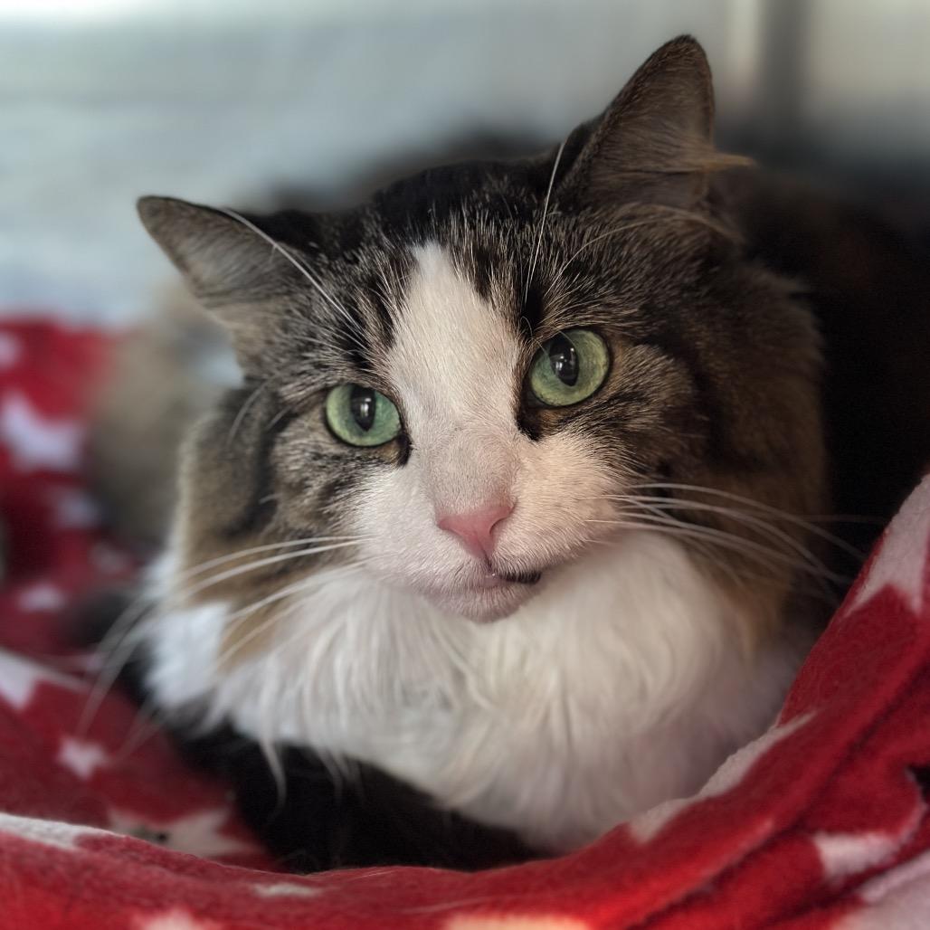 Enlarge Ramlah, a Adoptable Domestic Long Hair in Matteson, IL image 2/4