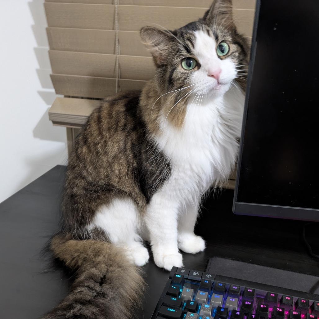 Enlarge Ramlah, a Adoptable Domestic Long Hair in Matteson, IL image 3/4