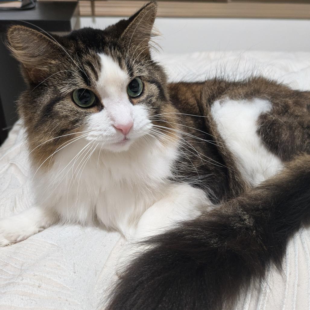 Enlarge Ramlah, a Adoptable Domestic Long Hair in Matteson, IL image 4/4